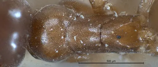 Tapinoma israele specimen ANTWEB1008471 image antweb1008471_2