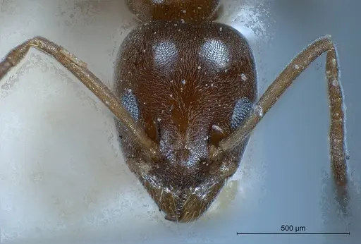 Tapinoma israele specimen ANTWEB1008471 image antweb1008471_4