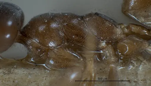 Tapinoma israele specimen ANTWEB1008471 image antweb1008471_5