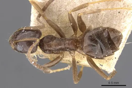 Tapinoma israele specimen CASENT0909762 image casent0909762_1