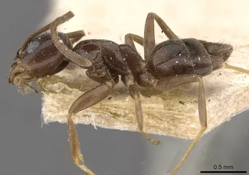 Tapinoma israele specimen CASENT0909762 image casent0909762_3