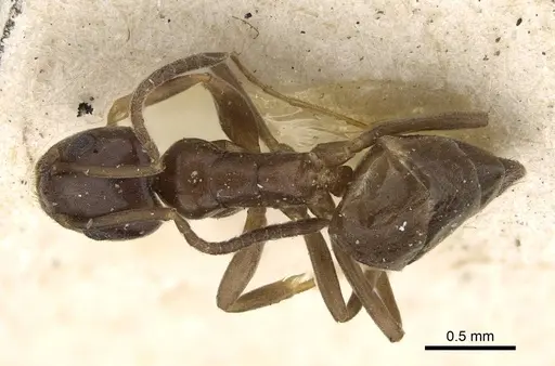 Tapinoma israele specimen CASENT0922451 image casent0922451_1