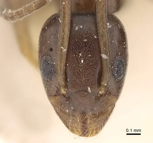Tapinoma israele specimen CASENT0922451 image casent0922451_2