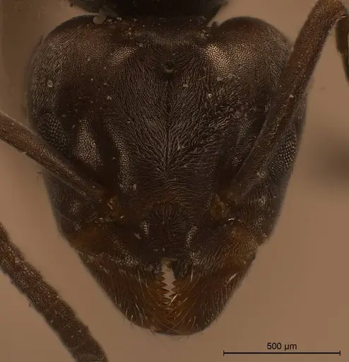 Tapinoma karavaievi specimen ANTWEB1008472 image antweb1008472_2