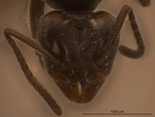 Tapinoma karavaievi specimen ANTWEB1008472 image antweb1008472_3