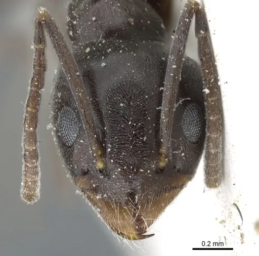 Tapinoma karavaievi specimen CASENT0904019 image casent0904019_2
