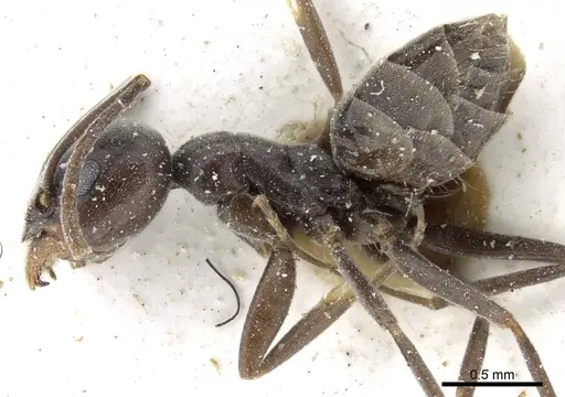 Tapinoma karavaievi specimen CASENT0904019 image casent0904019_3