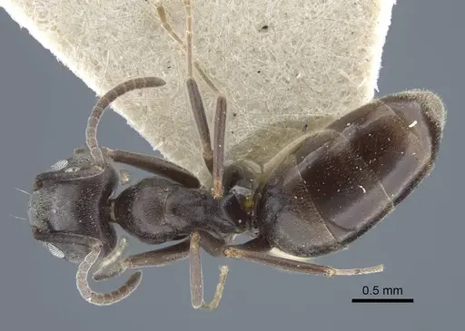 Tapinoma karavaievi specimen CASENT0917138 image casent0917138_1