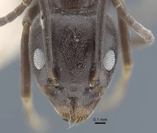 Tapinoma karavaievi specimen CASENT0917138 image casent0917138_2