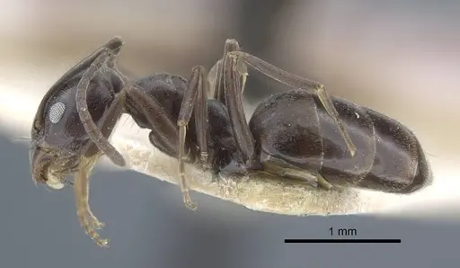 Tapinoma karavaievi specimen CASENT0917138 image casent0917138_4