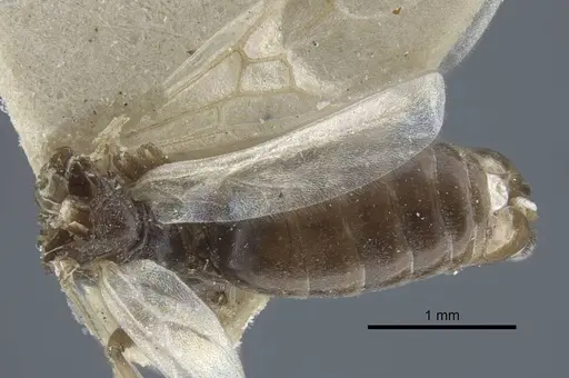 Tapinoma karavaievi specimen CASENT0917139 image casent0917139_1