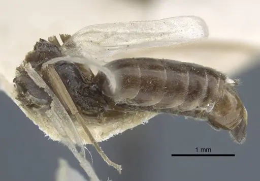 Tapinoma karavaievi specimen CASENT0917139 image casent0917139_2
