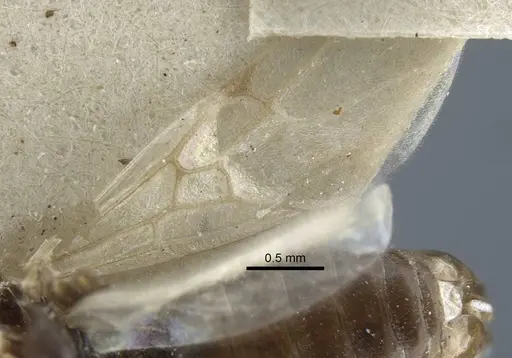 Tapinoma karavaievi specimen CASENT0917139 image casent0917139_3