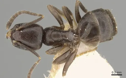 Tapinoma kinburni specimen CASENT0280680 image casent0280680_1