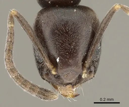 Tapinoma kinburni specimen CASENT0280680 image casent0280680_2