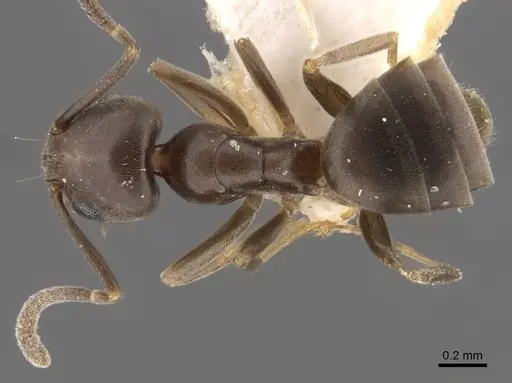 Tapinoma kinburni specimen CASENT0917470 image casent0917470_1