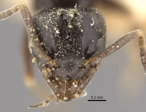 Tapinoma kinburni specimen CASENT0917471 image casent0917471_2