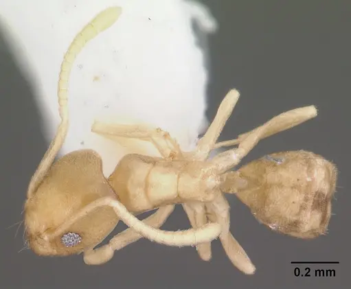 Tapinoma litorale specimen CASENT0104532 image casent0104532_1
