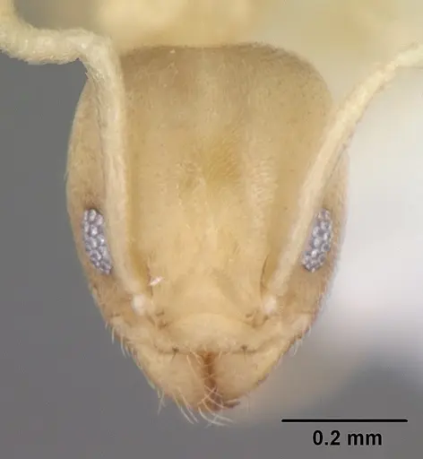 Tapinoma litorale specimen CASENT0104532 image casent0104532_2