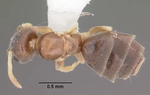 Tapinoma litorale specimen CASENT0104533 image casent0104533_1