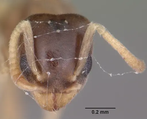 Tapinoma litorale specimen CASENT0104533 image casent0104533_2