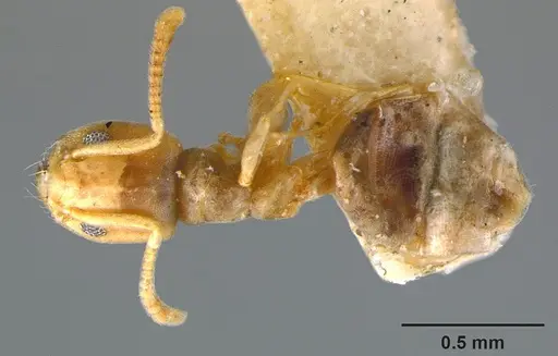 Tapinoma litorale specimen CASENT0105858 image casent0105858_1