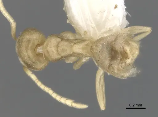 Tapinoma litorale specimen CASENT0249762 image casent0249762_1