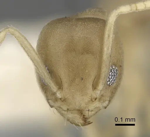 Tapinoma litorale specimen CASENT0249762 image casent0249762_2