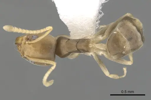 Tapinoma litorale specimen CASENT0249763 image casent0249763_1