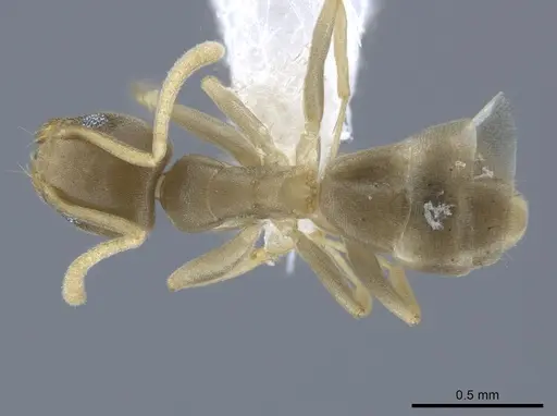 Tapinoma litorale specimen CASENT0651456 image casent0651456_1