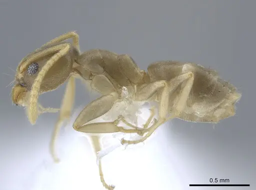 Tapinoma litorale specimen CASENT0651456 image casent0651456_3