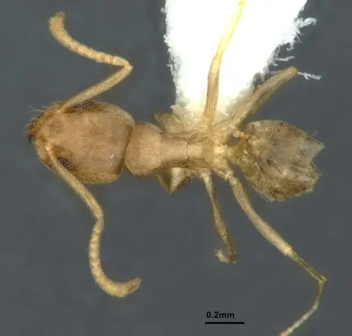 Tapinoma litorale specimen CASENT0886031 image casent0886031_1
