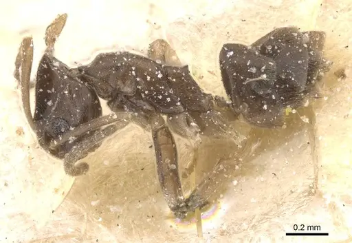 Tapinoma lugubre specimen CASENT0911569 image casent0911569_3