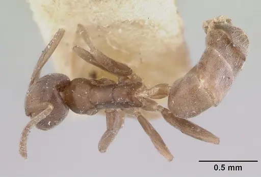 Tapinoma luridum specimen CASENT0178239 image casent0178239_1