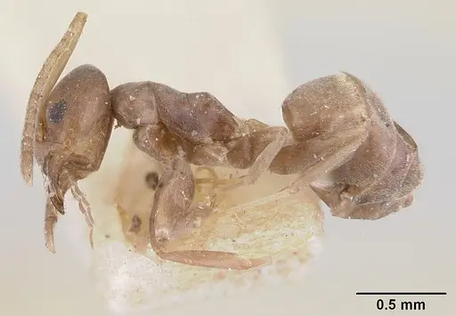 Tapinoma luridum specimen CASENT0178239 image casent0178239_3