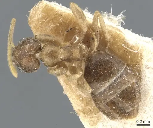 Tapinoma luridum specimen CASENT0904030 image casent0904030_1