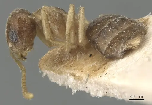 Tapinoma luridum specimen CASENT0904030 image casent0904030_3