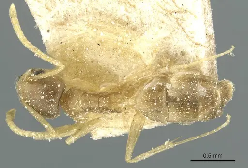 Tapinoma luridum specimen CASENT0911579 image casent0911579_1