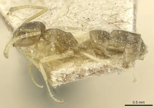 Tapinoma luridum specimen CASENT0911579 image casent0911579_3
