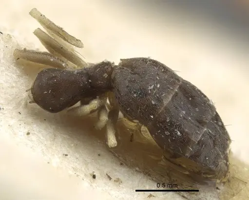 Tapinoma luridum specimen CASENT0917135 image casent0917135_1