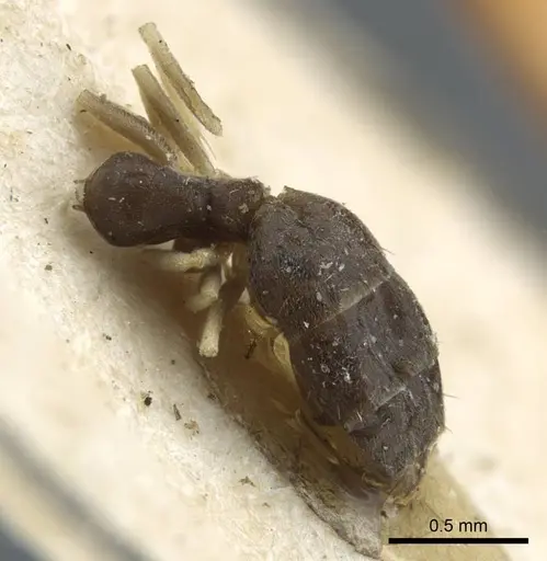 Tapinoma luridum specimen CASENT0917135 image casent0917135_2