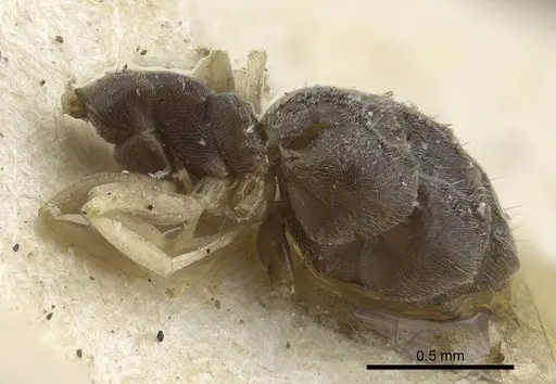 Tapinoma luridum specimen CASENT0917135 image casent0917135_3