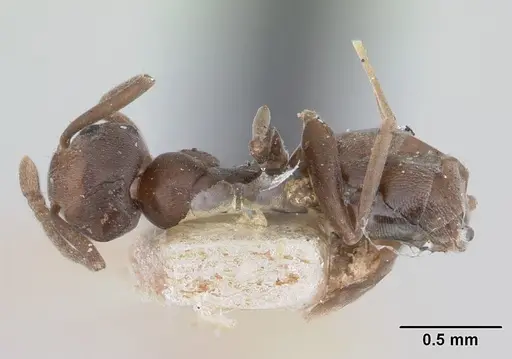 Tapinoma luridum specimen LACMENT181857 image lacment181857_1