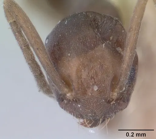Tapinoma luridum specimen LACMENT181857 image lacment181857_2