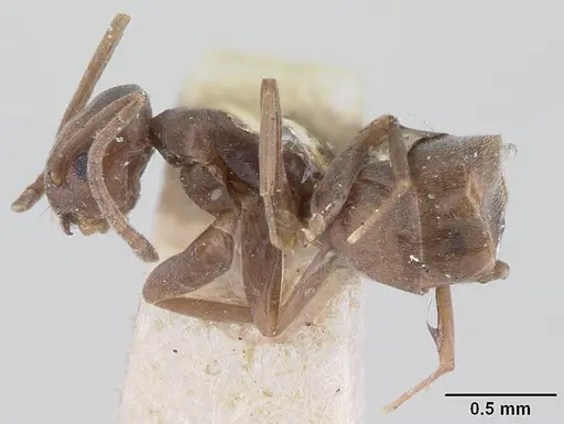 Tapinoma luridum specimen LACMENT181857 image lacment181857_3