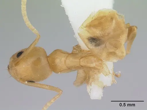 Tapinoma luteum specimen CASENT0178240 image casent0178240_1