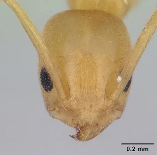 Tapinoma luteum specimen CASENT0178240 image casent0178240_2
