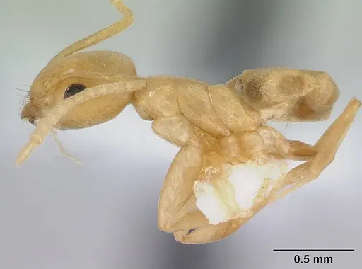 Tapinoma luteum specimen CASENT0178240 image casent0178240_3