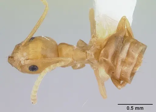 Tapinoma luteum specimen CASENT0178241 image casent0178241_1