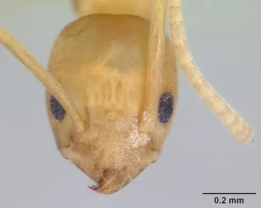 Tapinoma luteum specimen CASENT0178241 image casent0178241_2